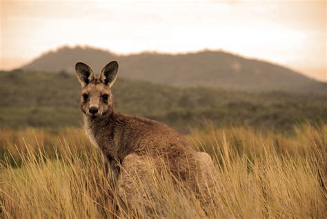 Australia Is A Unique Wonderland Of Animals Swain Destinations