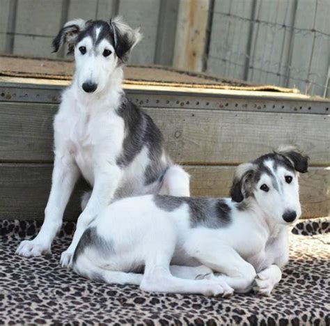 Pin By Sherry Ishol On Borzoi In 2020 With Images Borzoi Puppy