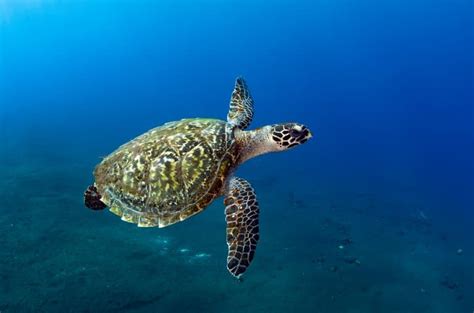 11 Fascinating Hawksbill Sea Turtle Facts Fact Animal