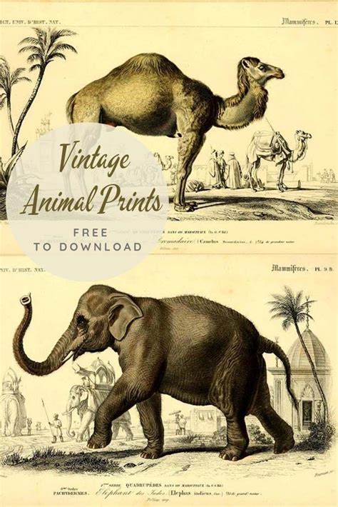 Amazing Royalty Free Vintage Animal Prints To Download Mammals