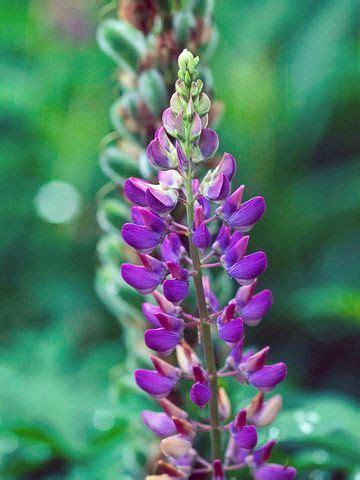Maybe you would like to learn more about one of these? 15 Top Native Plants of the Pacific Northwest | Native ...