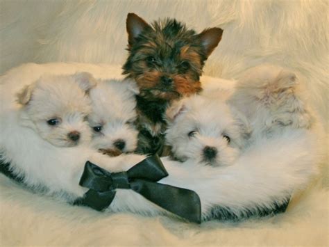 Maltese Terrier Puppies Pc Wallpaper