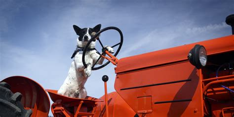 Dog Causes Traffic Delays By Driving Tractor Onto Scottish Motorway