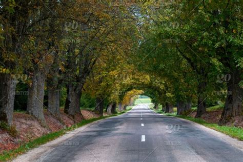 Autumn Landscape Lonely Rural Road With Deciduous Alleys Autumn Road