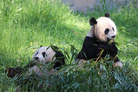 Asia Trail Giant Panda Mei Xiang And Xiao Qi Ji Zoochat