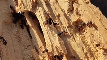 Photos Of Carpenter Ant Nests - Picture Of Carpenter