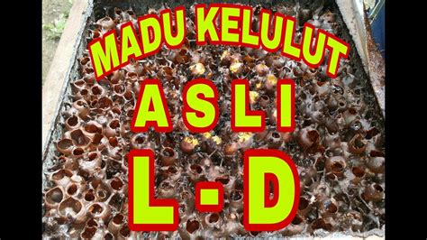 The official twitter of lahad datu. MADU KELULUT LD (Lahad Datu) - YouTube