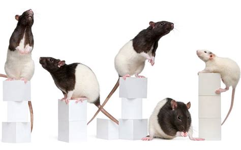 Rat Lifespan And What The Average Length Of Time A Pet Rat Lives For