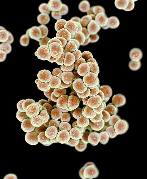 Mrsa Bacteria Photograph By Science Photo Library Fine Art America