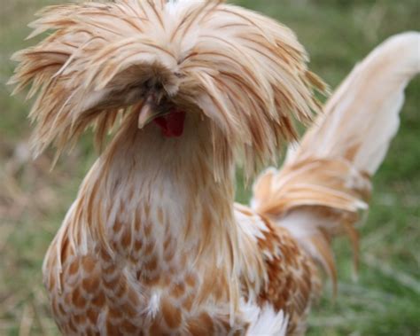 Chickens With An Attitude Chickens Pinterest