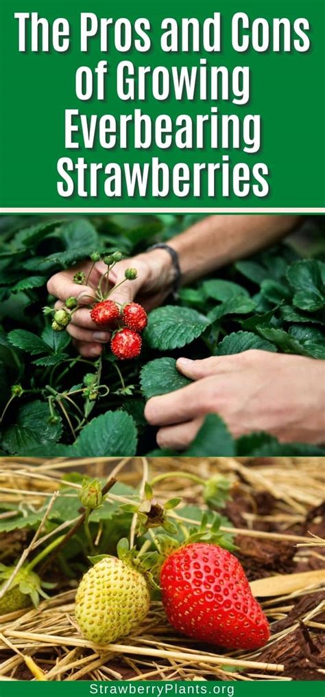 25 Pros And Cons Of Growing Everbearing Strawberries Strawberry Plants
