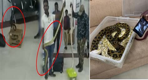 Video अबब विमानतळावर महिलेच्या बॅगेतून निघाले 22 साप Woman Carrying