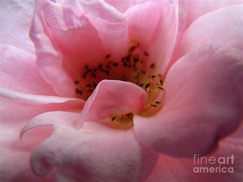 Rosy Pink Photograph By Kim Tran Fine Art America