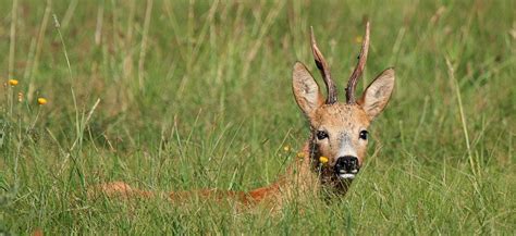 Roebuck Huntaustria Hunting And Fly Fishing In Austria