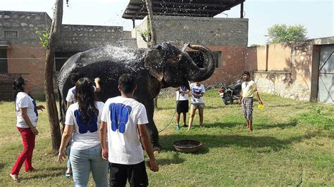 Elephant Sanctuary Volunteer Work With Elephants Volunteer With