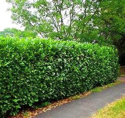 Awesome Fence With Evergreen Plants Landscaping Ideas 61 Jardines