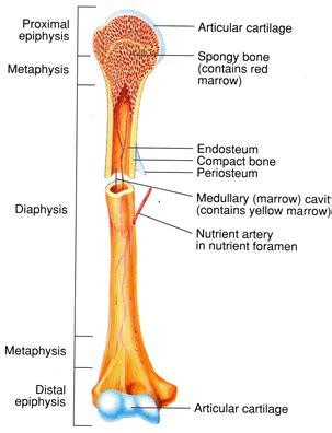 Intramembranous ossification does not involve a cartilage precursor. science based - Can I engineer a lighter bone structure ...