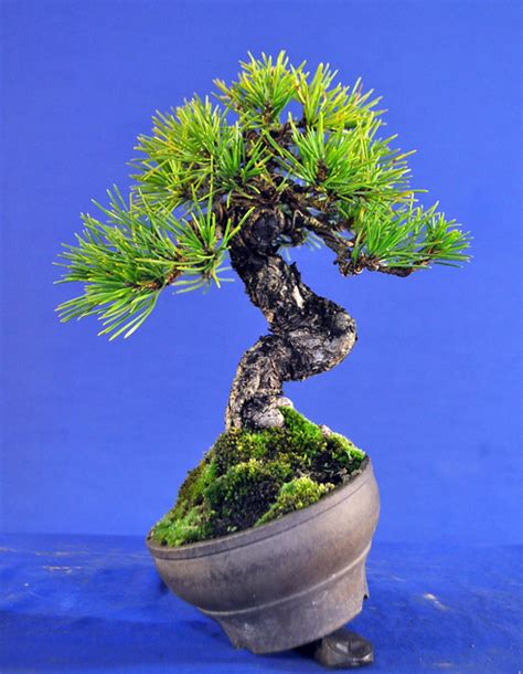Shohin Black Pine Bonsai Eejit