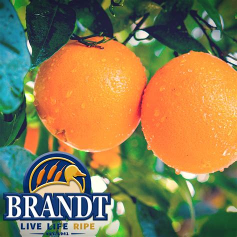 Brandt Farms Navel Oranges In 2020 Farm Fresh Fruit