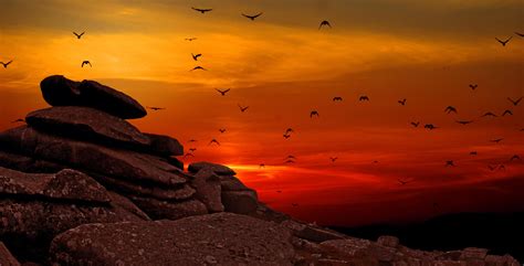 Birds Flying At Sunset Wallpapers Share
