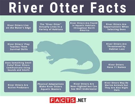 Top 12 River Otter Facts Diet Habitat Anatomy And More