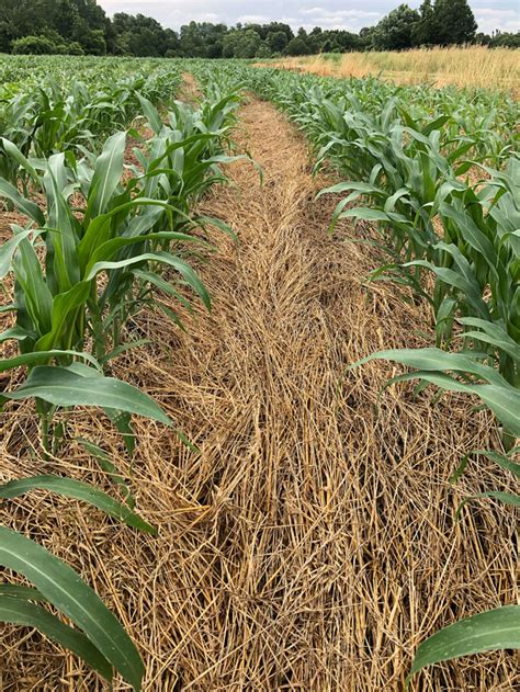 no till cover crops and cattle bring revenue to offset tight margins