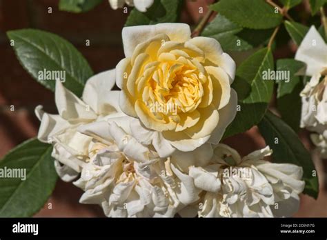 Rambling Rose Malvern Hills Double Pale Coppery Yellow Flowers