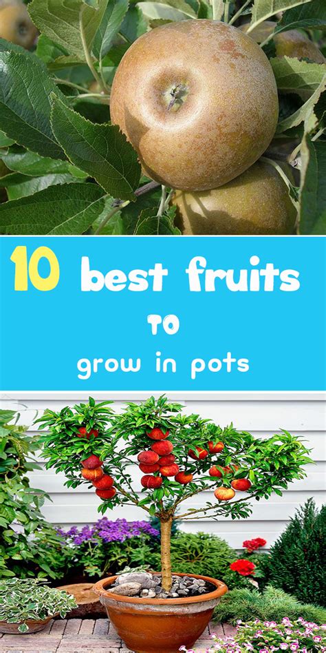 Best fruit trees to grow. Best Fruits To Grow In Pots
