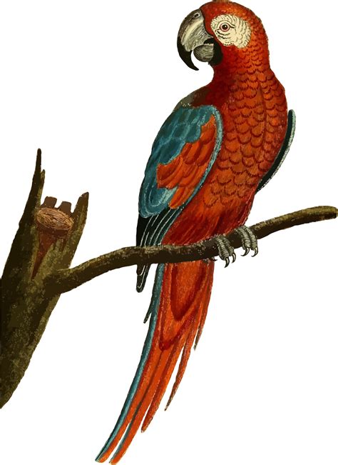 Clipart Vintage Deep Red Parrot Illustration