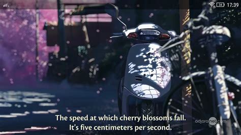 The Speed At Wich Cherry Blossoms Fall Its Five Centimeters Per