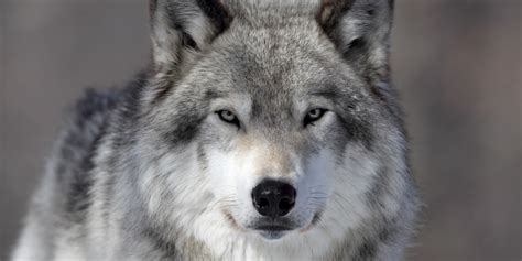 Oregon Retreats From Wolf Protection As Possible Setup For Trophy