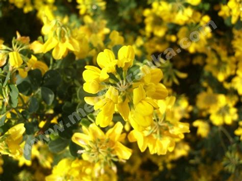 Coronilla Emeroides