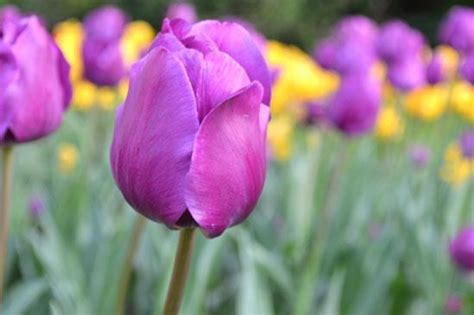 Top 4 Popular Spring Flowers Sheknows