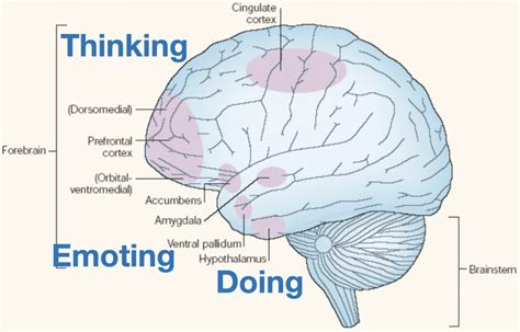 What Is Emotion Regulation And How Do We Do It Erik Messamore Md Phd