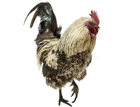 Brown Rooster On White Background Isolated Object Live