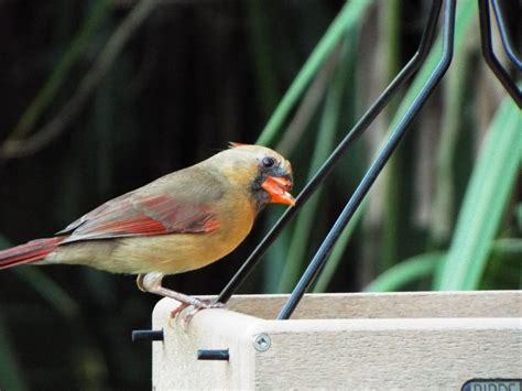 Northern Cardinal Beak Deformed Feederwatch