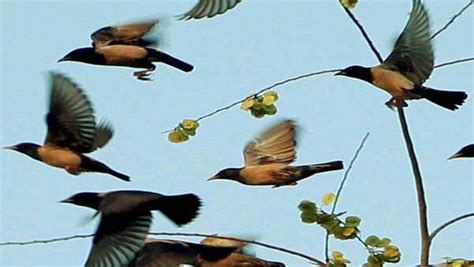 Explained Why Do Birds Migrate Oneindia News