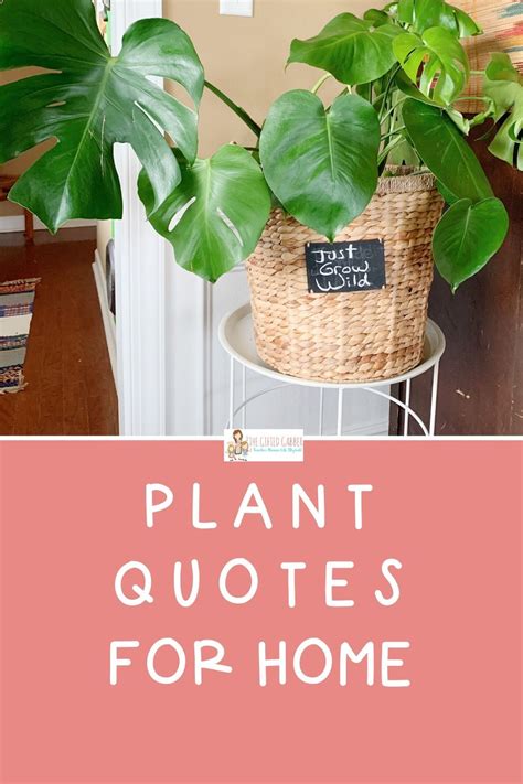 Funny Plant Quotes And Funny Garden Quotes For Letter Boards Plants
