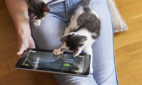 Cats Got Game 4 Video Games For Your Cats To Play Catgazette