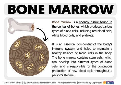 What Is Bone Marrow Definition Of Bone Marrow