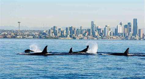 Orcas In Trouble Defenders Of Wildlife