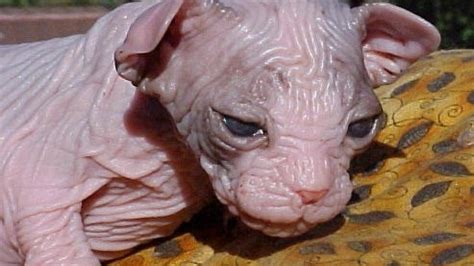 Kohonas Nachwuchs Für Die Hässlichste Katze Der Welt
