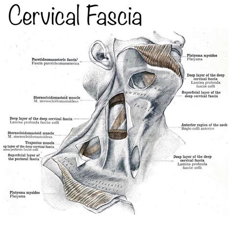 Cervical Fascia Lans運動人生 紅繩皮拉提斯 Facebook