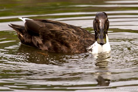 White Breasted Brown Mallard Duck Photorasa Free Hd Photos