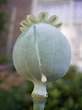 Opium - Wikipedia