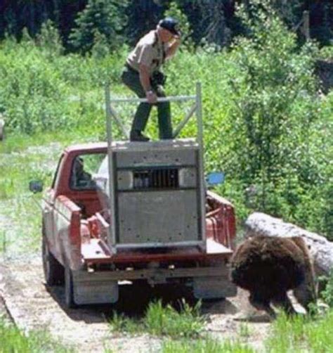 Forest Ranger Attacked By Grizzly Bear 9 Photos Klykercom
