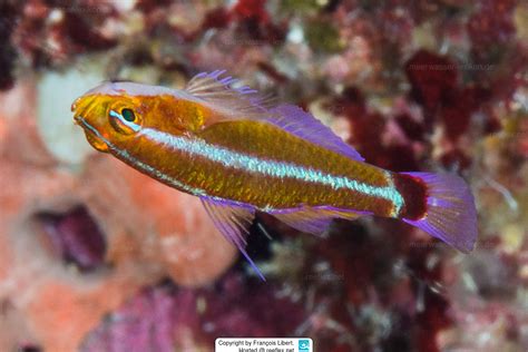 Trimma Hollemani Hollemans Pygmygoby Bluestripe Dwarfgoby Bluestripe Pygmy Goby Blue Striped