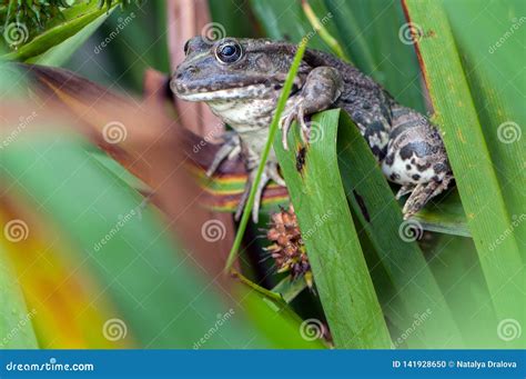 A Large Frog In The Grass Stock Photo Image Of Plant 141928650