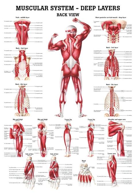 Best 25 Human Muscular System Ideas On Pinterest Body Muscle Anatomy