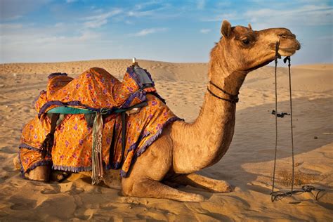 Download Free 100 Camel Desktop Wallpaper